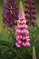 Rose pink and purple lupines flower. Lupinus perennis