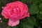 Rose pink to dark pink coloured flower of rose hybrid Queen Of Elisabeth