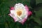 Rose : Pink and white Floribunda rose