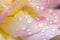 Rose pinkish yellow in dew