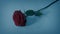 Rose Placed On The Snow By Mourner