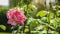 Rose plant detail