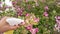 rose plant with pink flower infected by many green aphids