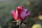 Rose planting a in rose garden of west bengal rural village