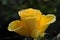 Rose planting a in rose garden of west bengal rural village