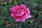 Rose planting a in rose garden of west bengal rural village