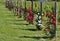 Rose plants of different colors at the beginning of each vineyard row.