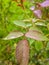 Rose plants leaf with rainfall water drops