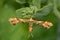 Rose Plume Moth - Cnaemidophorus rhododactyla