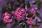Rose psychedelic fantasy flowers on a dark lilac background.
