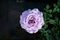 Rose purple color name Blue Moon