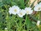 rose purslane flower which always blooms around nine in the morning which has its own charm