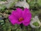 rose purslane krokot mawar portulaca grandiflora