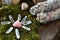 Rose Quartz Crystals and White Sage Smudge Sticks