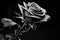 Rose in the rain. Love and romance. Valentines day concept. Black and white photography. Generative Ai