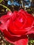Rose red beautiful photography Oregon peaceful