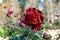 rose red flower colorful rare