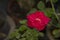 A rose red flower. Roses. the beauty of the rose