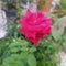 Rose red redrose flower beautiful sweet romantic