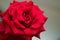 Rose of red roses, approach