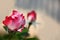 Rose with red-white petals.