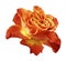 Rose red-yellow flower on white isolated background with clipping path. Side view. Closeup.