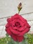  rose  redrose  wonderful  beautiful  flower