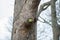 A Rose ring necked green parakeet living in a tree knot.