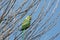 A Rose ring necked green parakeet resting in a tree.