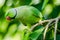 Rose Ring Parakeet - Birds of Pakistan