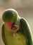 Rose ring parakeet closeup shot bird photography