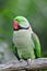 Rose-ringed Parakeet