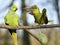 Rose-ringed Parakeet