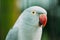 Rose-ringed Parakeet Also Known As The Ring-necked Parakeet In Zoo