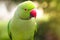 Rose-ringed parakeet on the blurred background