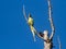 Rose-ringed parakeet on a dead treetop 1