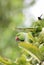 Rose ringed parakeet eating