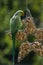 Rose-ringed parakeet eating peanuts