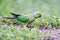 Rose-ringed Parakeet feeding on grains at Thattekad, Kerala