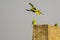 Rose Ringed Parakeet Flight Takeoff