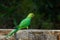 A Rose Ringed Parakeet flying in the air with wings wide opem