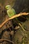 Rose-ringed Parakeet, Halsbandparkeet, Psittacula krameri