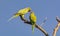 Rose Ringed Parakeet - Pair Chatting