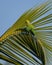 Rose-ringed parakeet on a palm frond