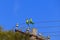 Rose ringed parakeet or parrot couple on wire of electricity power, bird watching