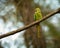 Rose Ringed Parakeet perched on a branch