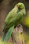 Rose Ringed Parakeet Perched on a Tree Stump