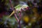 Rose-ringed parakeet Psittacula krameri.