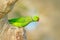 Rose-ringed Parakeet, Psittacula krameri, beautiful parrot in the nature green forest habitat, Sri Lanka, Asia. Parrot, wildlife s