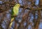 Rose ringed parakeet or Psittacula krameri sitting on branch i.